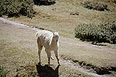 Llama grazing on puna grassland along the Inca Trail 